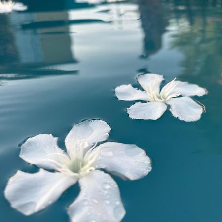 فيلا Le L'Islois- Park&Piscine LʼIsle-sur-la-Sorgue المظهر الخارجي الصورة