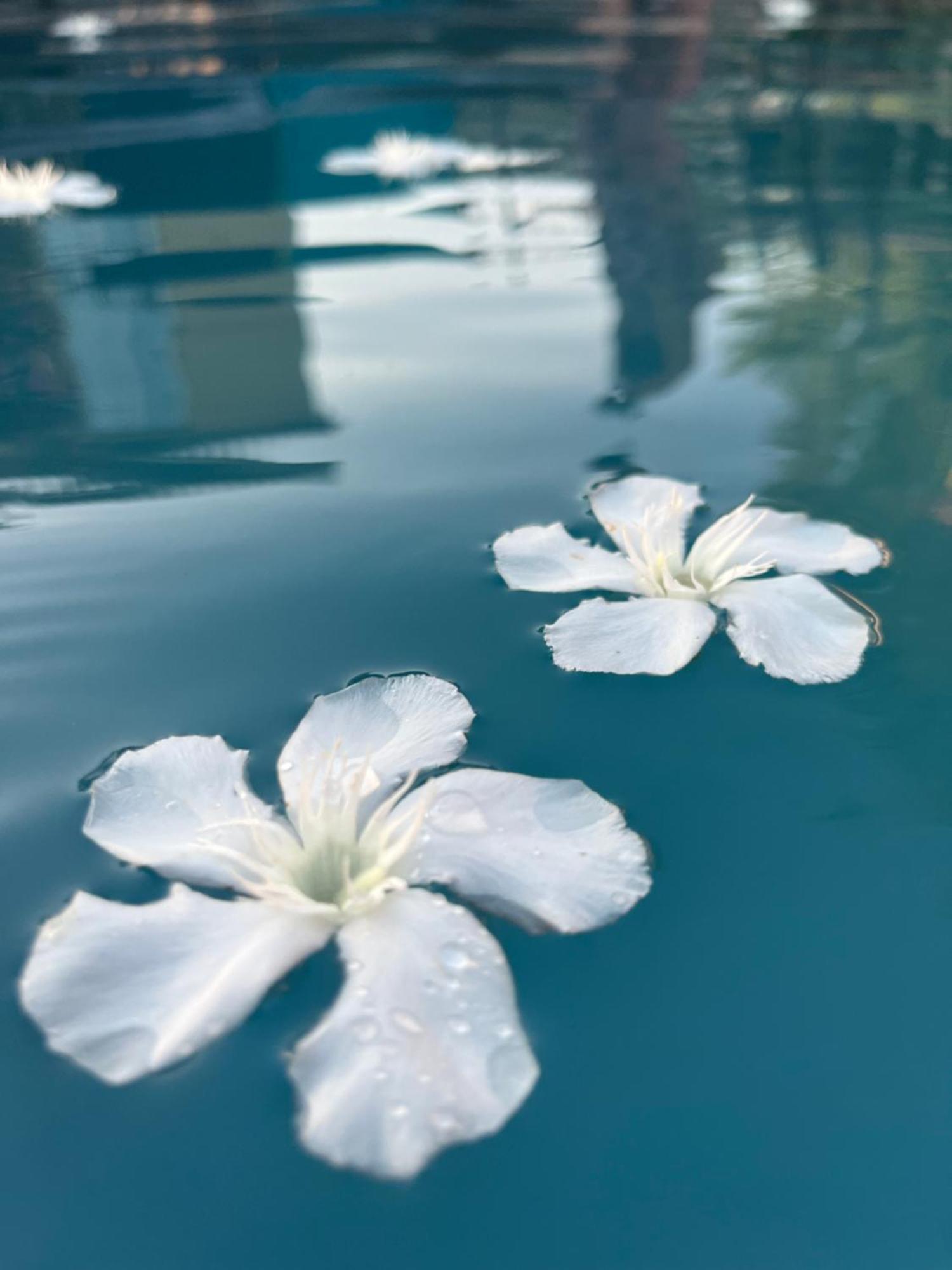 فيلا Le L'Islois- Park&Piscine LʼIsle-sur-la-Sorgue المظهر الخارجي الصورة
